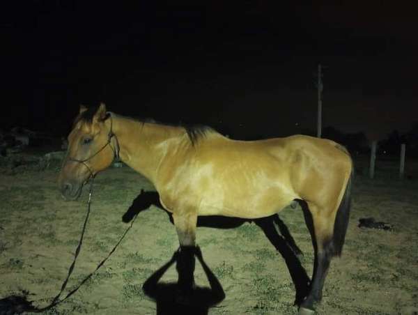 quarter-horse-gelding