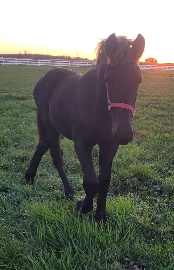 jumping-friesian-percheron-horse