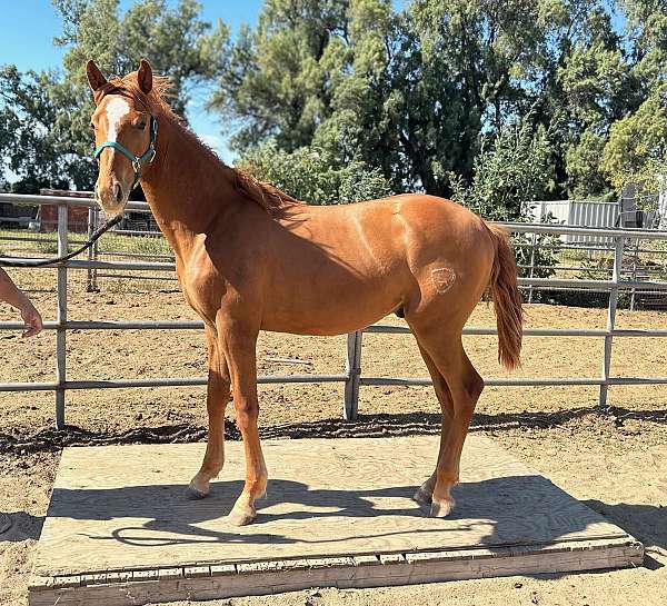 chestnut-blase-horse