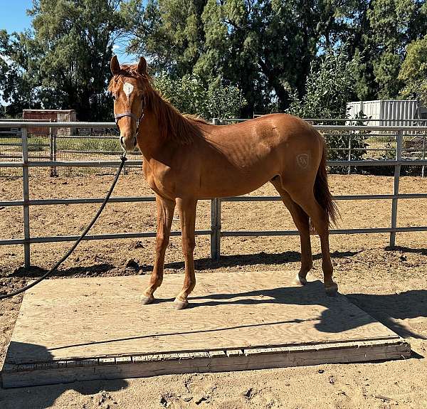 thoroughbred-iberian-horse