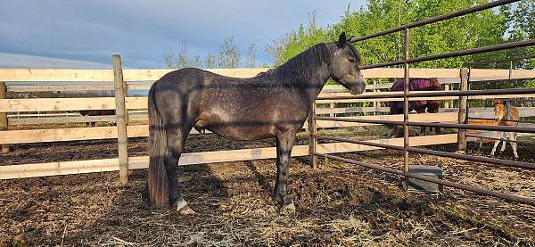 welsh-pony-gelding