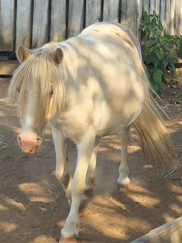 champagne-appaloosa-pinto-colt