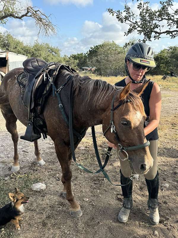 all-around-quarter-horse