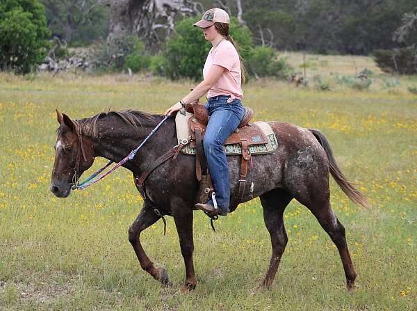 barrel-racing-quarter-horse