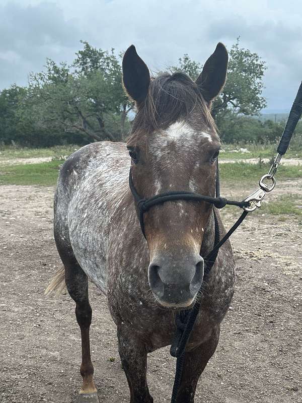 bridleless-quarter-horse