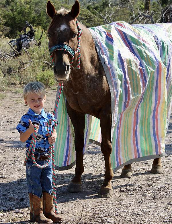 varnish-quarter-horse