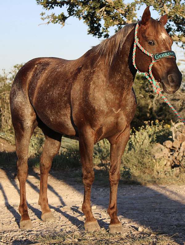 adult-quarter-horse