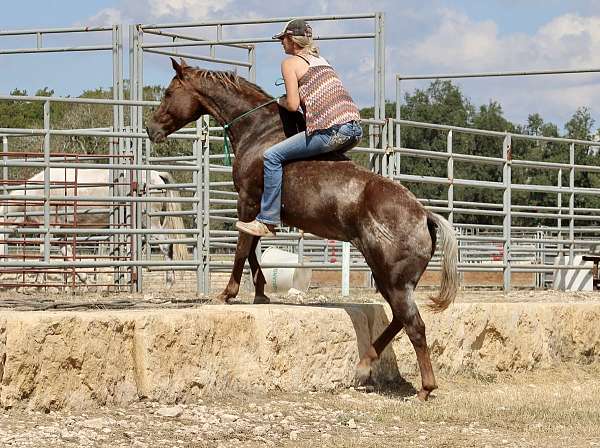 available-quarter-horse