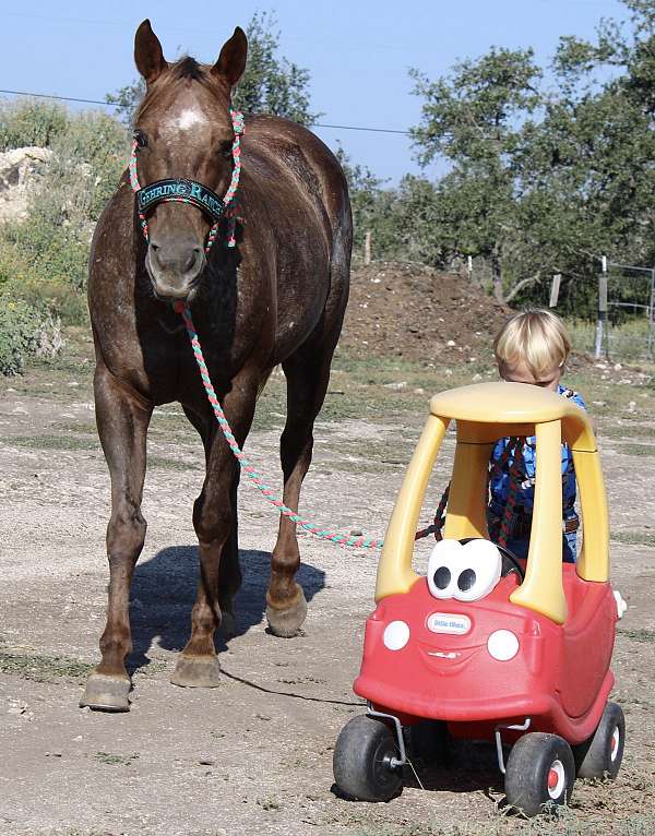 barefoot-quarter-horse