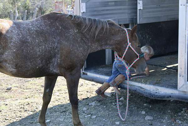 varnish-quarter-horse