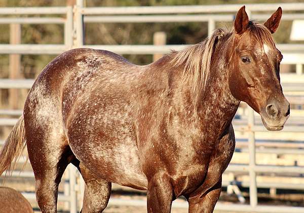 adult-quarter-horse