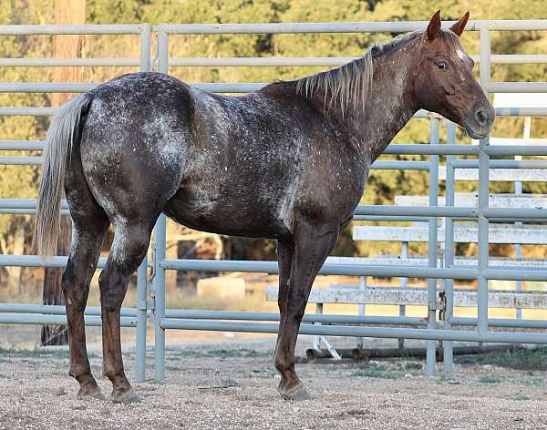 all-around-quarter-horse