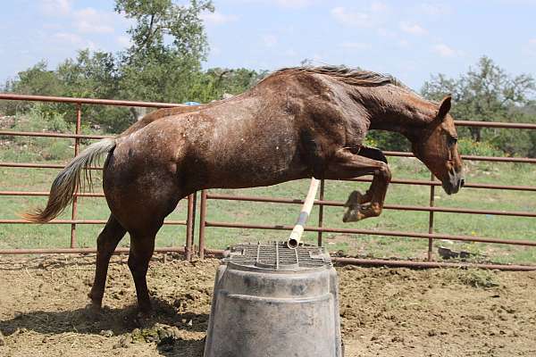 barrel-race-quarter-horse