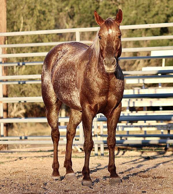 bridleless-quarter-horse