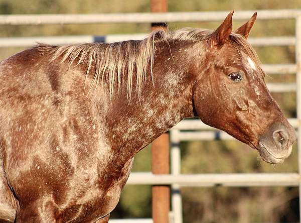 varnish-roan-appaloosa-horse