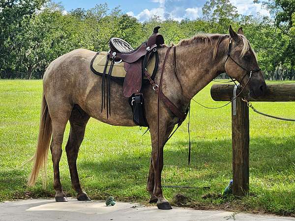 chocolate-roan-with-dapples-horse