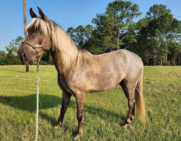 fantastic-rocky-mountain-horse