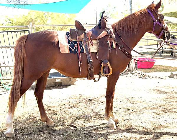 all-around-tennessee-walking-horse