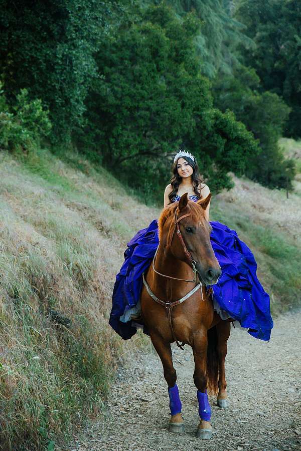 showmanship-azteca-horse