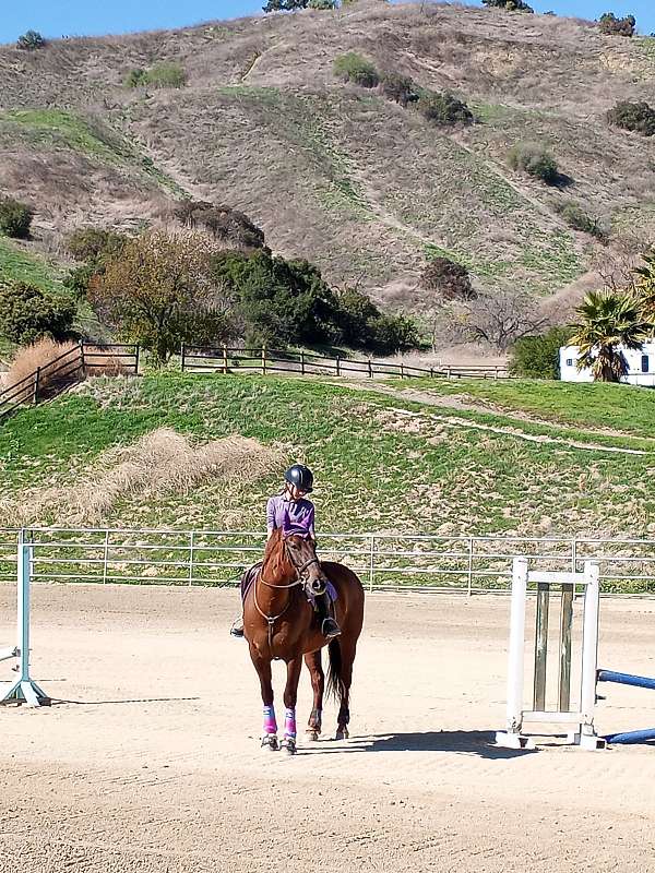 athletic-azteca-horse