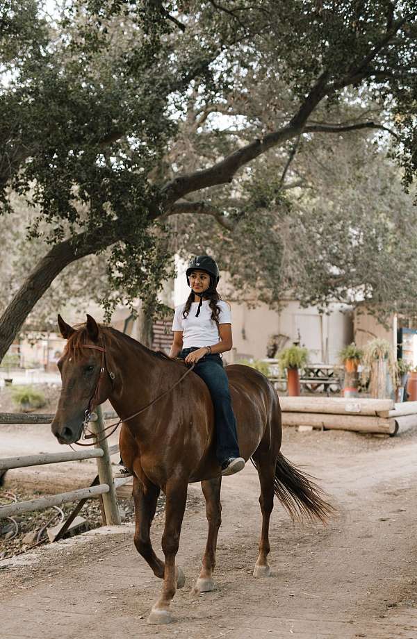 chestnut-azteca-mare