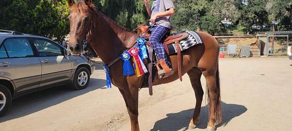 equitation-azteca-horse