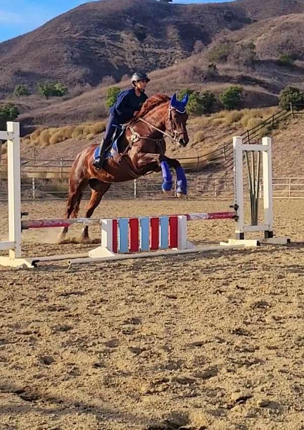 equitation-azteca-horse