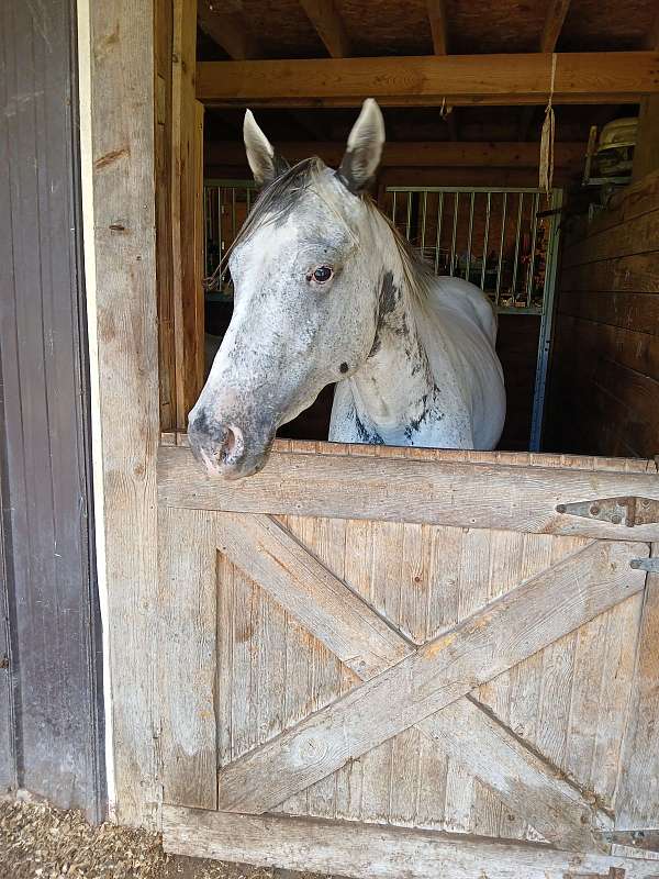 all-around-appaloosa-horse