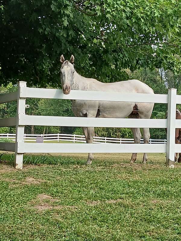 all-around-appaloosa-horse