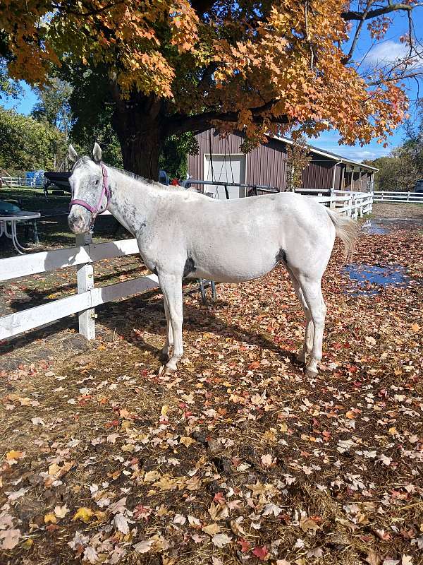 great-mare-appaloosa-horse