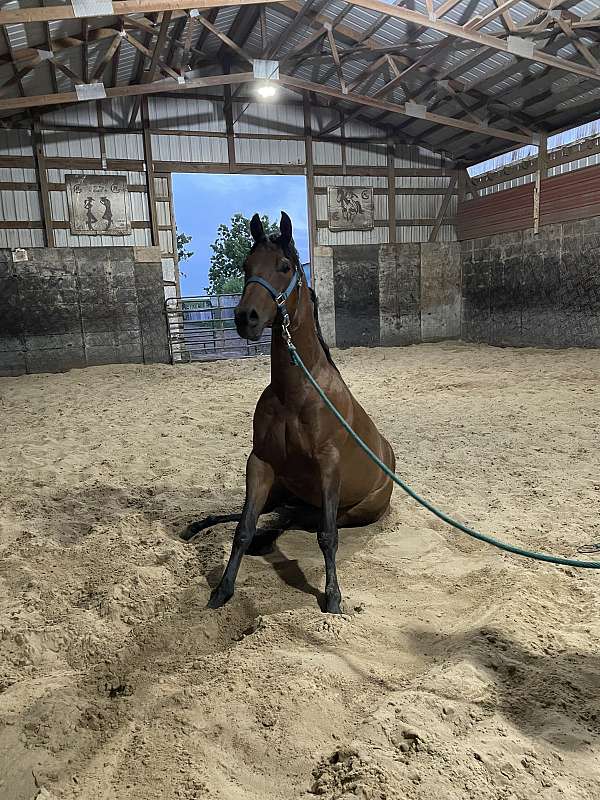 quarter-horse-gelding