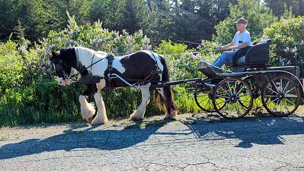 carrage-gypsy-vanner-pony