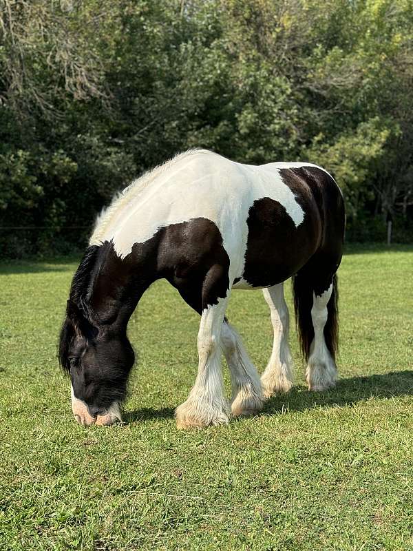 carrage-gypsy-vanner-pony