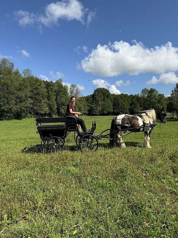 marathon-gypsy-vanner-pony