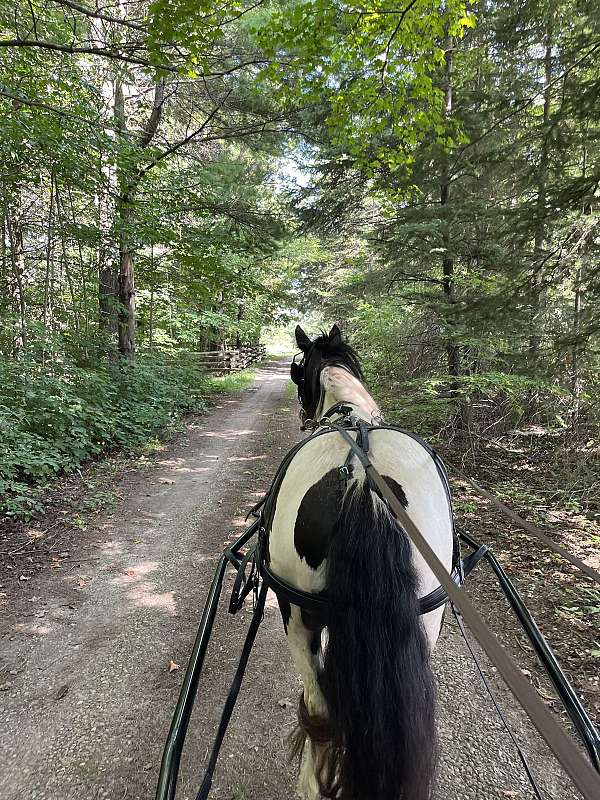 ontario-gypsy-vanner-pony