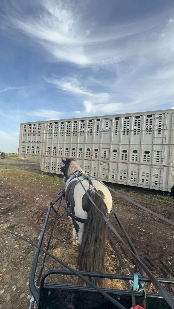 combined-driving-gypsy-vanner-pony