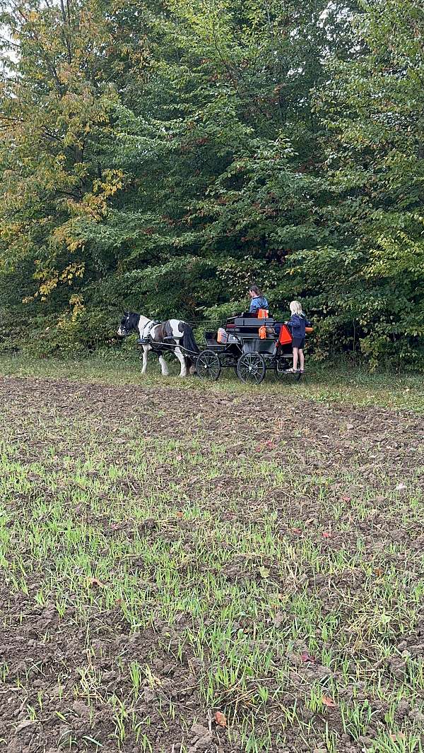 natural-ponymanship-training-gypsy-vanner-pony