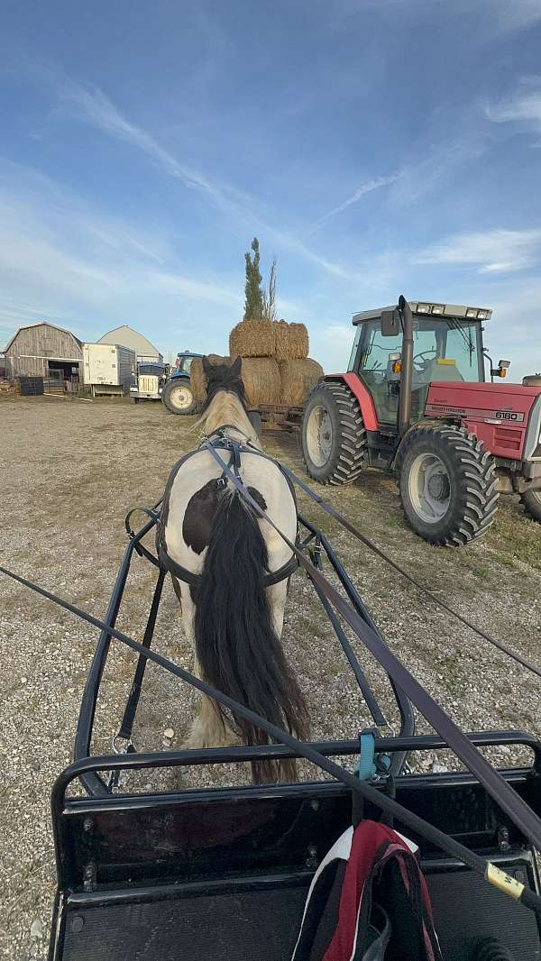 therapy-gypsy-vanner-pony