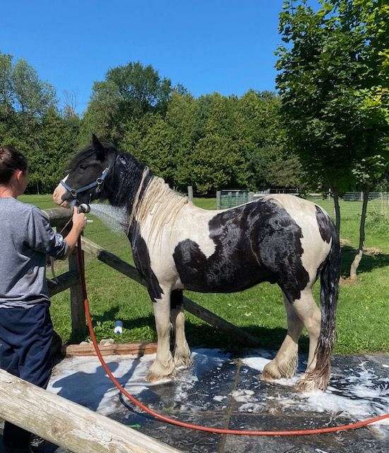 natural-ponymanship-training-gypsy-vanner-pony