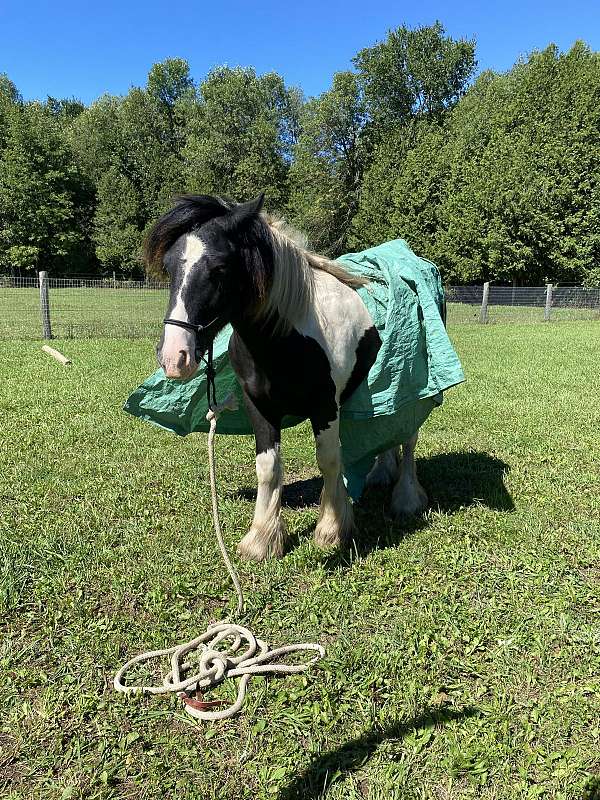 therapy-gypsy-vanner-pony