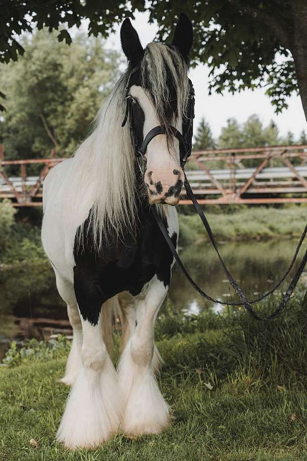 carrage-gelding