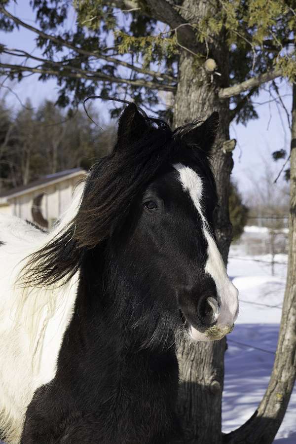 carrage-gelding