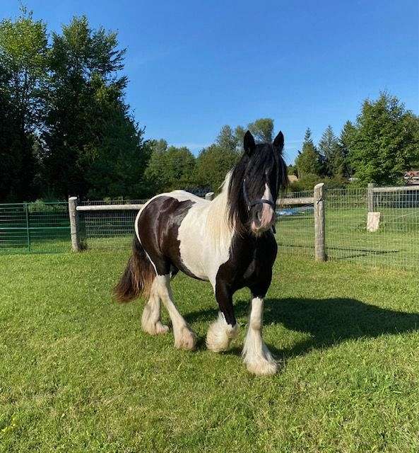 piebald-driving-pony