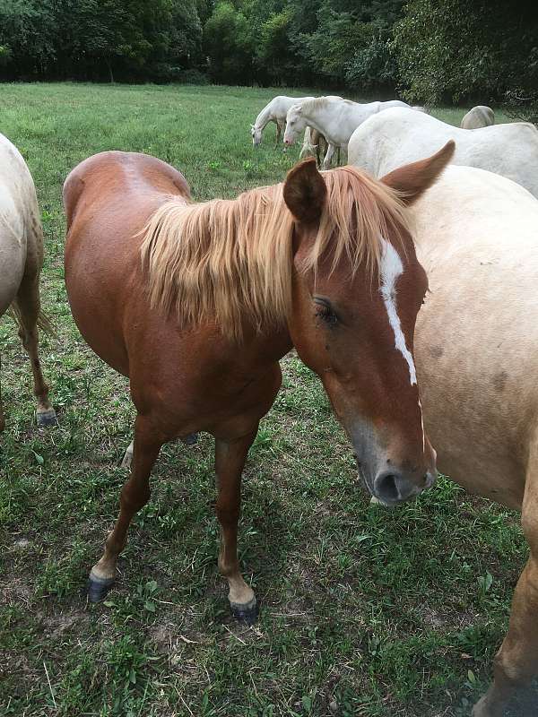 chestnut-quarter-pony-filly