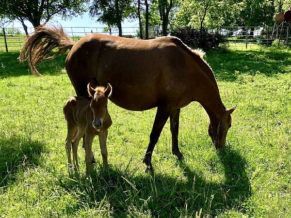 chestnut-quarter-pony-colt