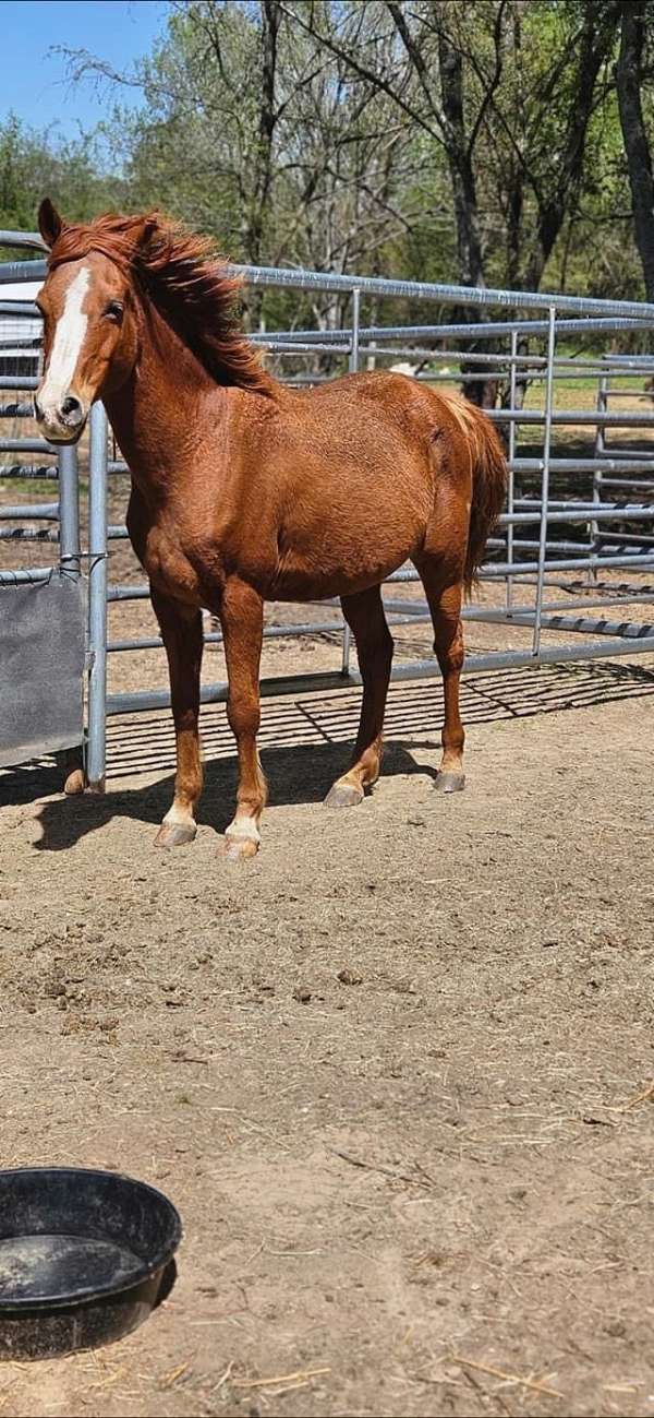 buckskin-tobiano-draft-spotted-mare