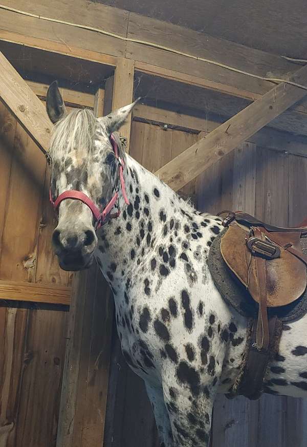 black-spots-horse