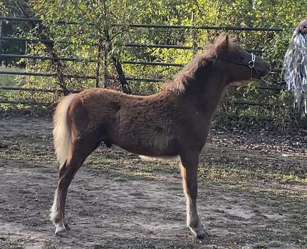 right-rear-pastern-left-cornet-horse