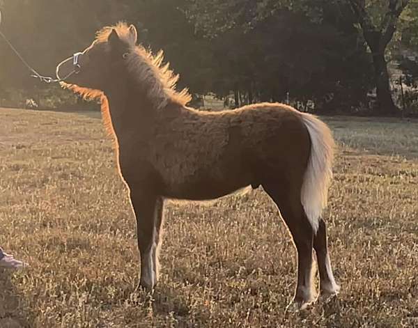 right-rear-pastern-left-cornet-horse