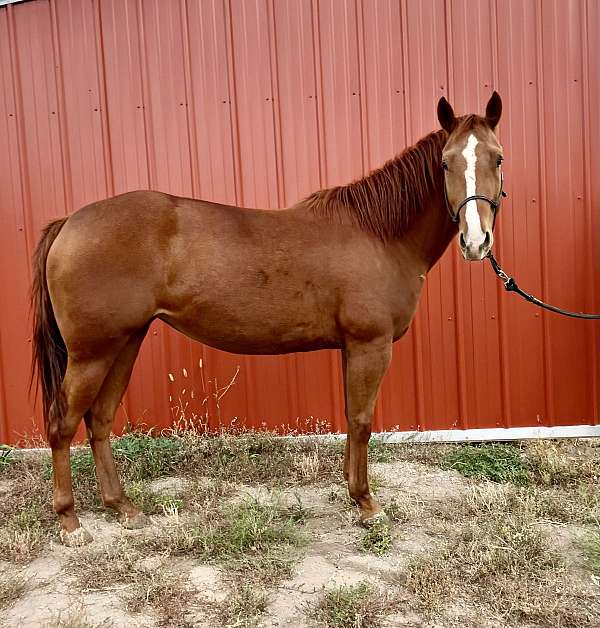 black-sorrel-barrel-racing-horse